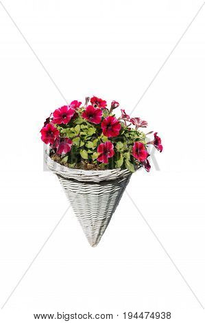 Isolated red flower in pot. Small red flowers