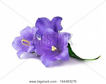 Three blue bell flowers isolated. Beautiful violet bell flowers on white background.