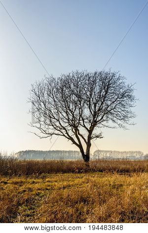 Silhouette of bare tree with erratic shaped branches in the foreground in a rural area in a Dutch polder. It is in the end of the winter season.