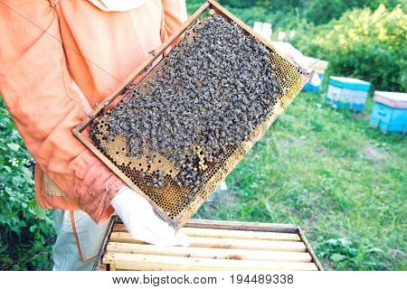 Midsection of a beekeeper holding honeycomb with honey bees
