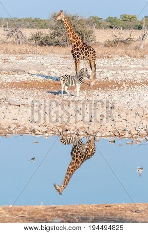 A Namibian giraffe Giraffa camelopardalis angolensis and a Burchells zebra Equus quagga burchellii with reflections in water