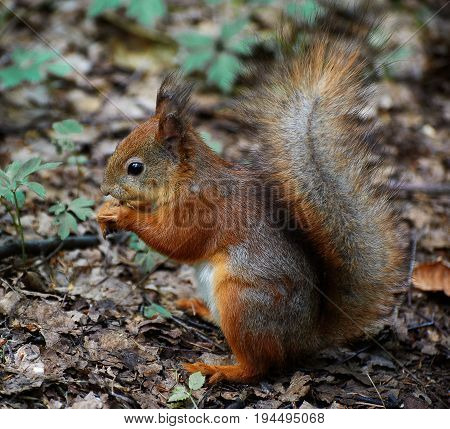 Squirrel is sitting on the ground and eating nuts