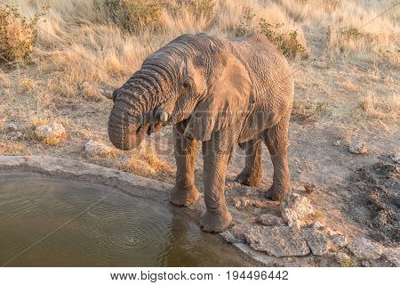 An endangered African Elephant Loxodonta africana at a waterhole in Namibia at sunset
