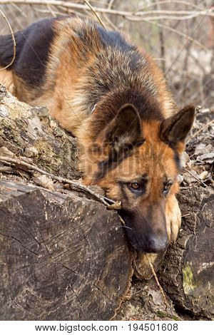 German shepherd on a walk in the Park