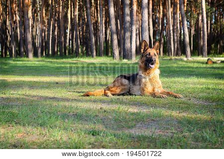 German shepherd on a walk in the Park