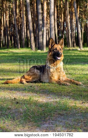 German shepherd on a walk in the Park