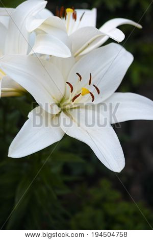 White lilium plant summer blossom in the garden, сoncept of loss, sickness, sadness, funeral