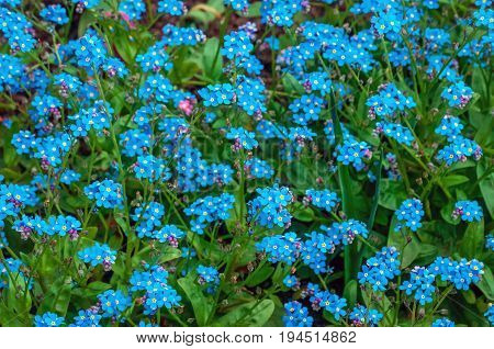 Blue flowers Cynoglossum or Chernokoren may 2107.