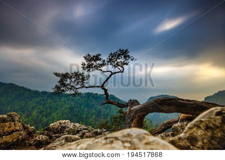 Sokolica Peak In Pieniny Mountains With A Famous Pine At The Top, Poland