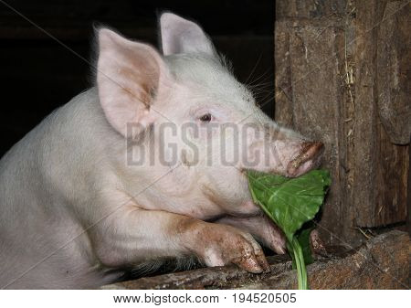 White Pig Standing On Hind Legs In A Barn And Eating Burdock