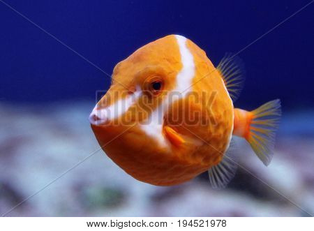Flame Or White Barred Boxfish (anoplocapros Lenticularis)