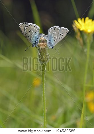 Large Blue Butterfly