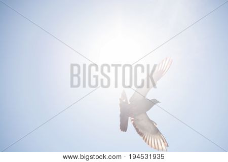 Single Pigeon Flying In  Air