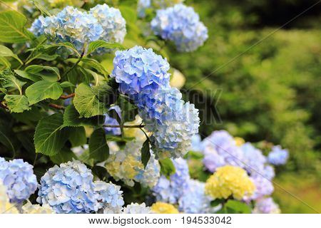 Bush blue  Hortense at the Botanical garden