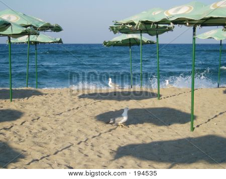 Beachseegulls