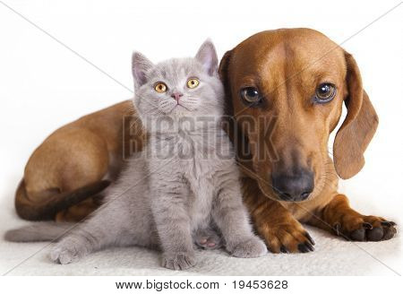 Británico gato y perro dachshund