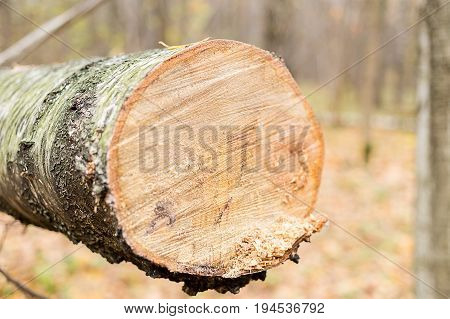 Background birch log trunk covered with bark smooth cut