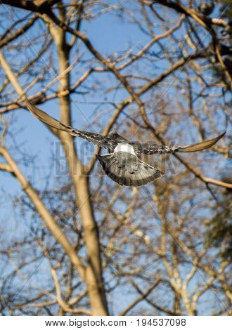 Single Pigeon Flying In  Air