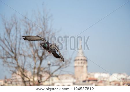Single Pigeon Flying In  Air