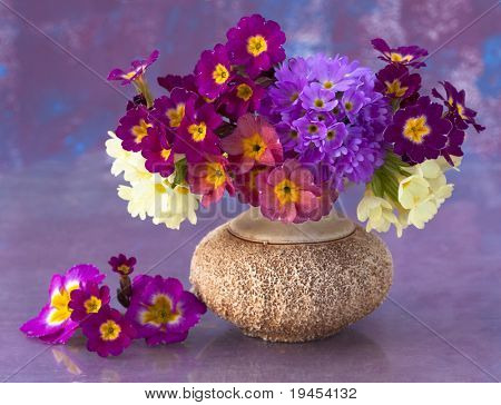 ช่อดอกไม้ primroses สปริง
