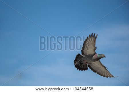 Single Pigeon Flying In  Air
