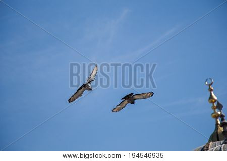 Twin Pigeons Flying In  Air