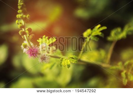 Close up Flowers of the fluffy little purple with green leaves.