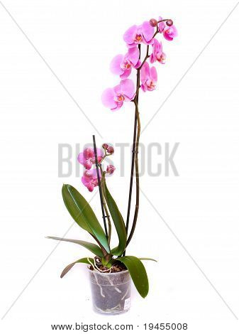 美丽的粉红色兰花孤立