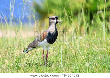 Southern Lapwing Vanellus Chilensis