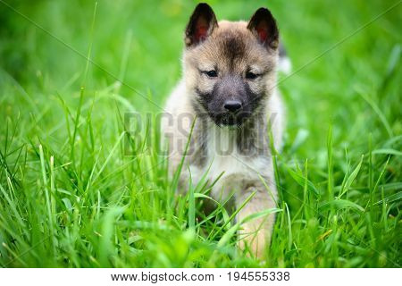 A Beautiful Siberian Laika Puppy On The Grass