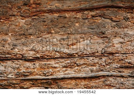 Voller Löcher Holz Stadtmauer (Schiffsbohrwurm)