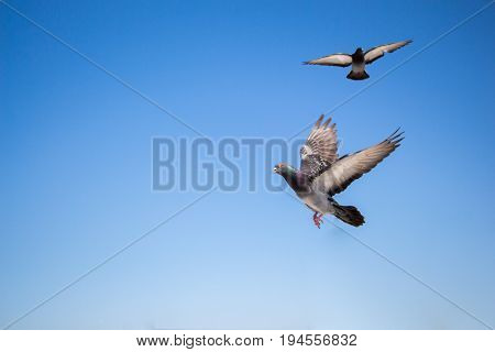 Twin Pigeons Flying In  Air