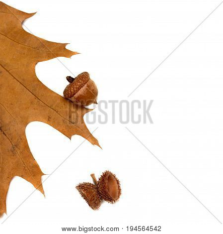 Autumn Leaf Of Oak And Acorns