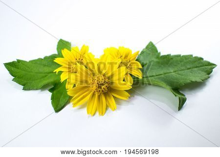 Closeup Singapore Daisy Flower With White Background