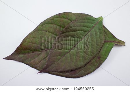 Red Leaf Of Red Ivy Or Red Flame Ivy Or Hemigraphis Alternata