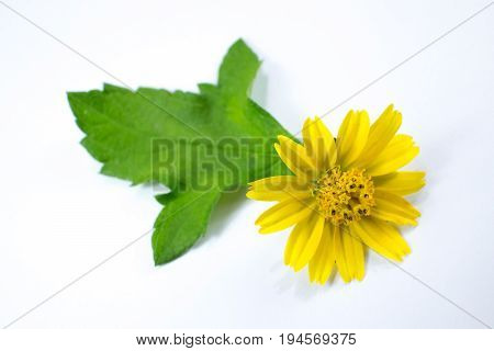 Closeup Singapore Daisy Flower With White Background
