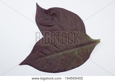 Red Leaf Of Red Ivy Or Red Flame Ivy Or Hemigraphis Alternata