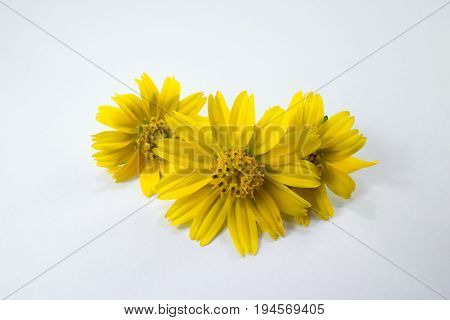 Closeup Singapore Daisy Flower With White Background