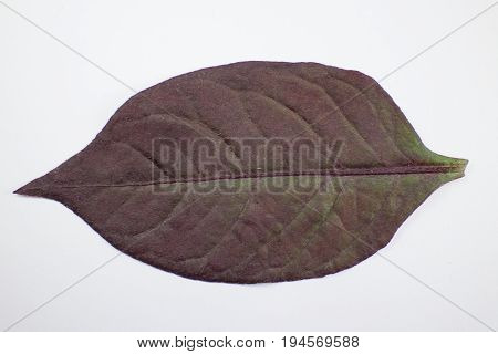 Red Leaf Of Red Ivy Or Red Flame Ivy Or Hemigraphis Alternata