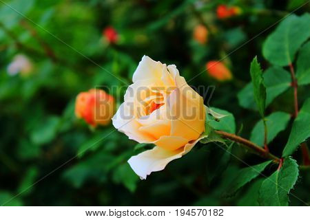 Orange and yellow roses in the garden. The rose buds. Bright orange roses. Caring for garden roses. Rose Bush
