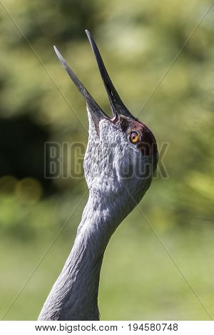 Sandhill Crane (Antigone canadensis). Long-necked bird calling close up. Part of territorial breeding display.