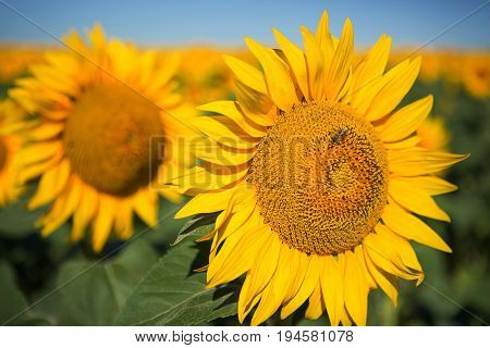 Sunflowers grow in the field, close-up, front view
