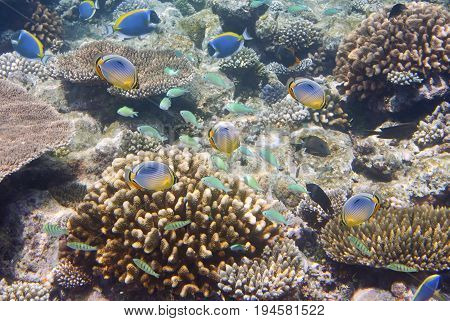Big pack of tropical fishes over a coral reef
