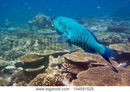 parrotfish (scarus ) over a coral reef the Indian Ocean