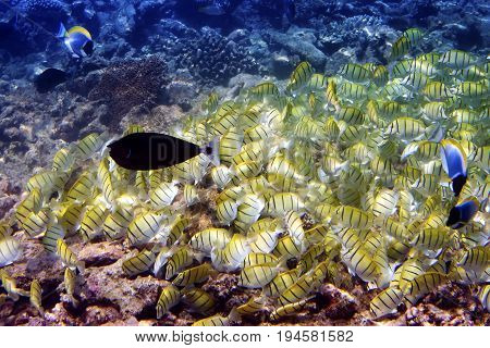 Big pack of tropical fishes over a coral reef. Abudefduf vaigiensis