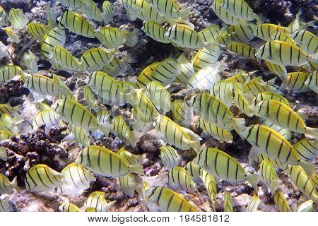 Big pack of tropical fishes over a coral reef.Abudefduf vaigiensis