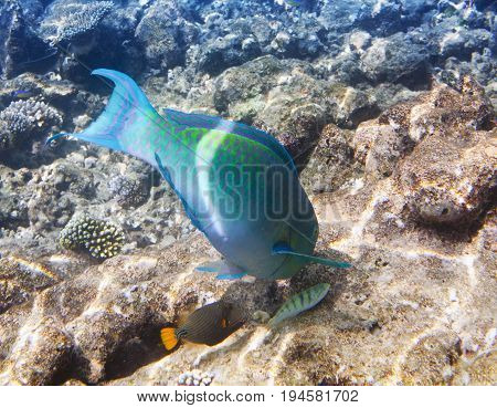 Fishes in corals. Maldives. Indian ocean. (scarus parrot fish)