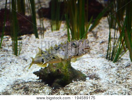 Ocean floor with eel grass and a striped burrfish swimming.