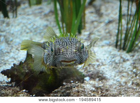 Spiny boxfish with striking green eyes swimming underwater.