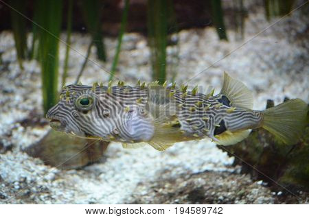 A swimming spikey striped burrfish swimming along a sandy ocean floor.